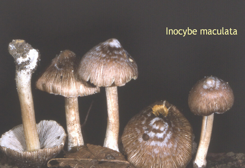 Inosperma maculatum-amf1041.jpg - Inosperma maculatum ; Syn: Inocybe maculata ; Non français: Inocybe maculé